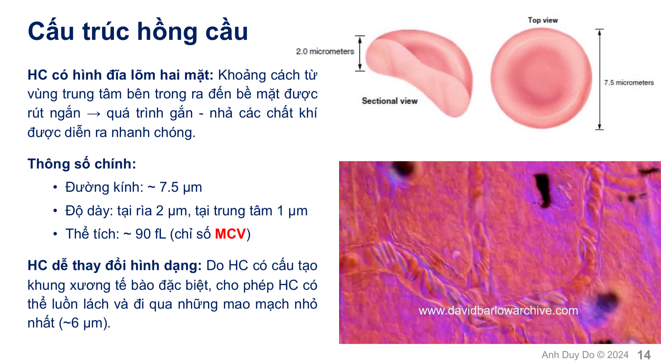 <p>B. Có cấu tạo đĩa lõm hai mặt giúp di chuyển dễ dàng trong mạch máu nhỏ</p>