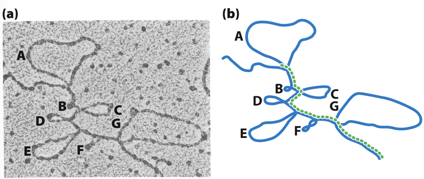 <ul><li><p>hybridized mRNA and corresponding DNA sequence has loops</p></li><li><p>e<sup>-</sup> microscopy shows loops which indicate where the introns are</p></li></ul>
