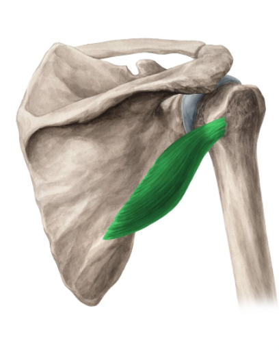 <ul><li><p>lesser tubercle of humerus</p></li></ul>