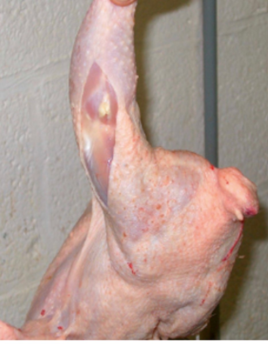 knowt flashcard image