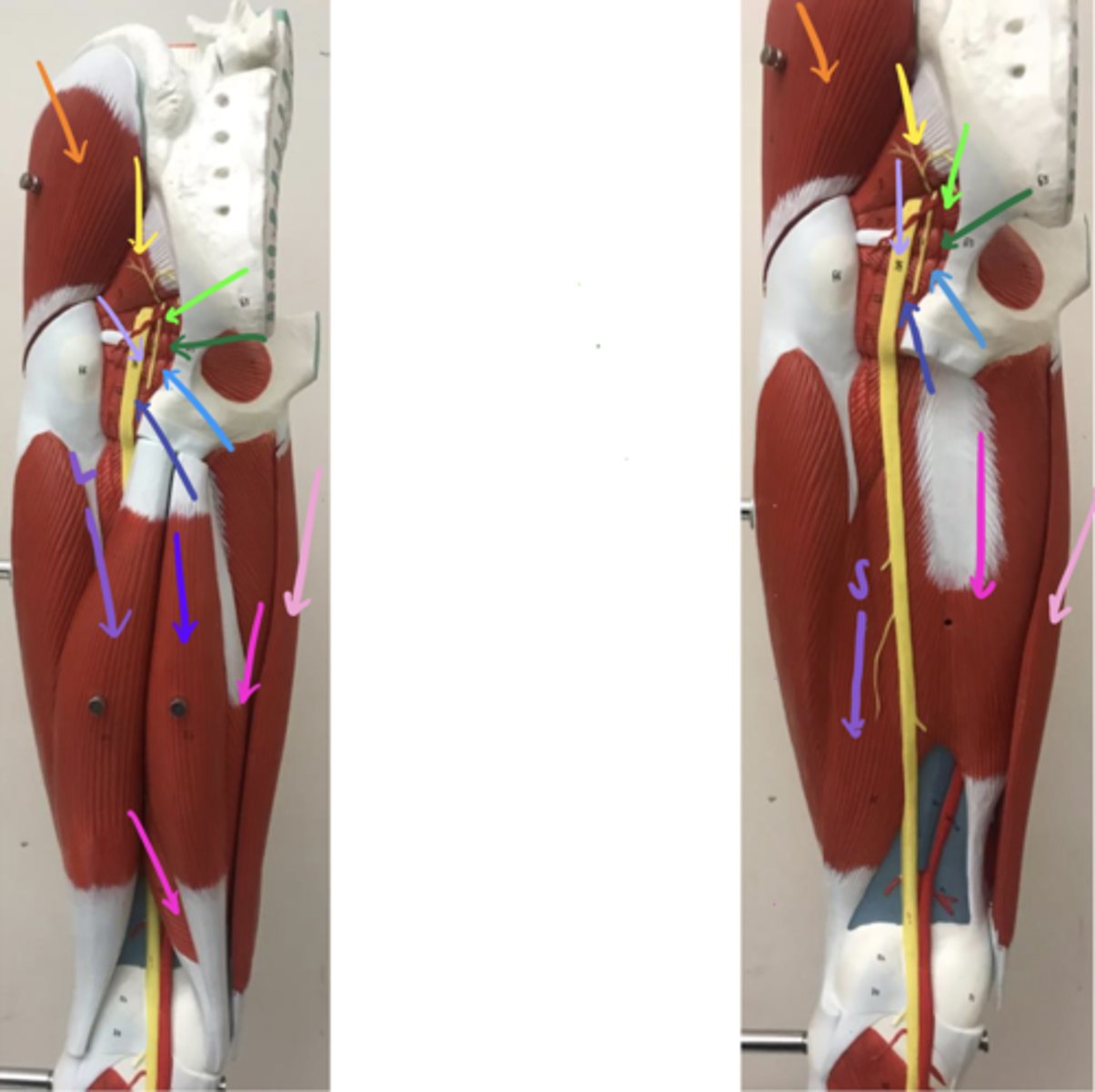 <p>ID the structure of the yellow arrow and its action(s).</p>
