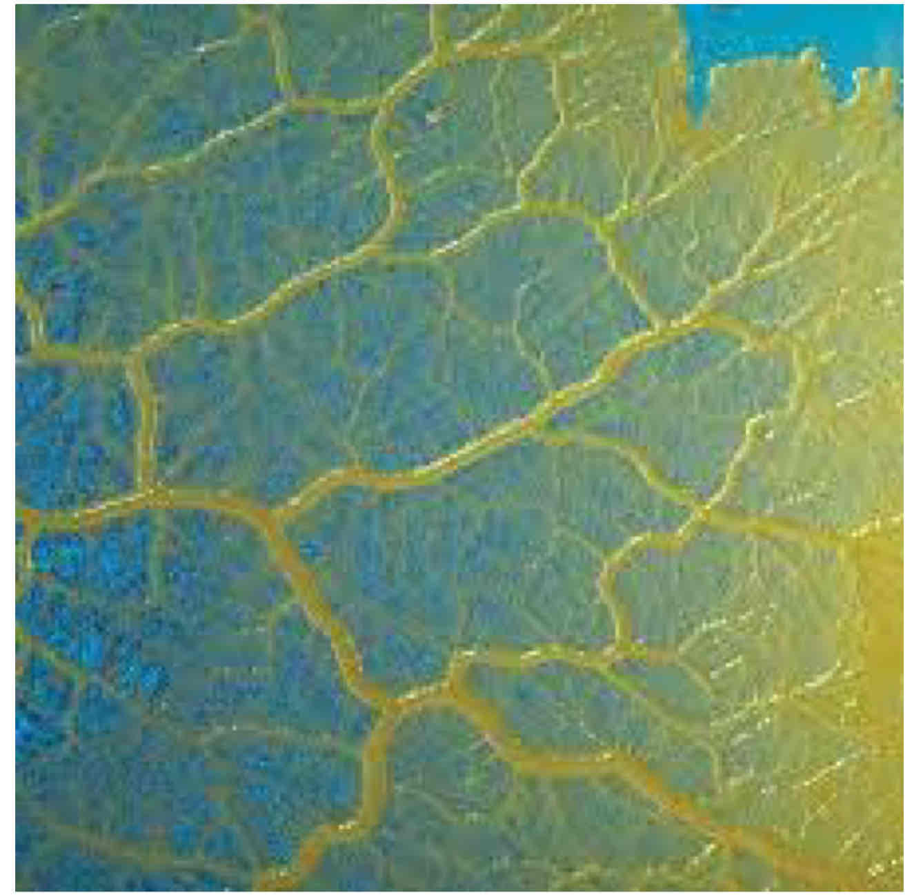<p>Filo myxomycota: mohos limosos plasmodiales</p>