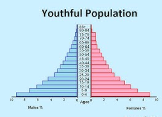 <p>What is a young population in relation to a population pyramid?</p>