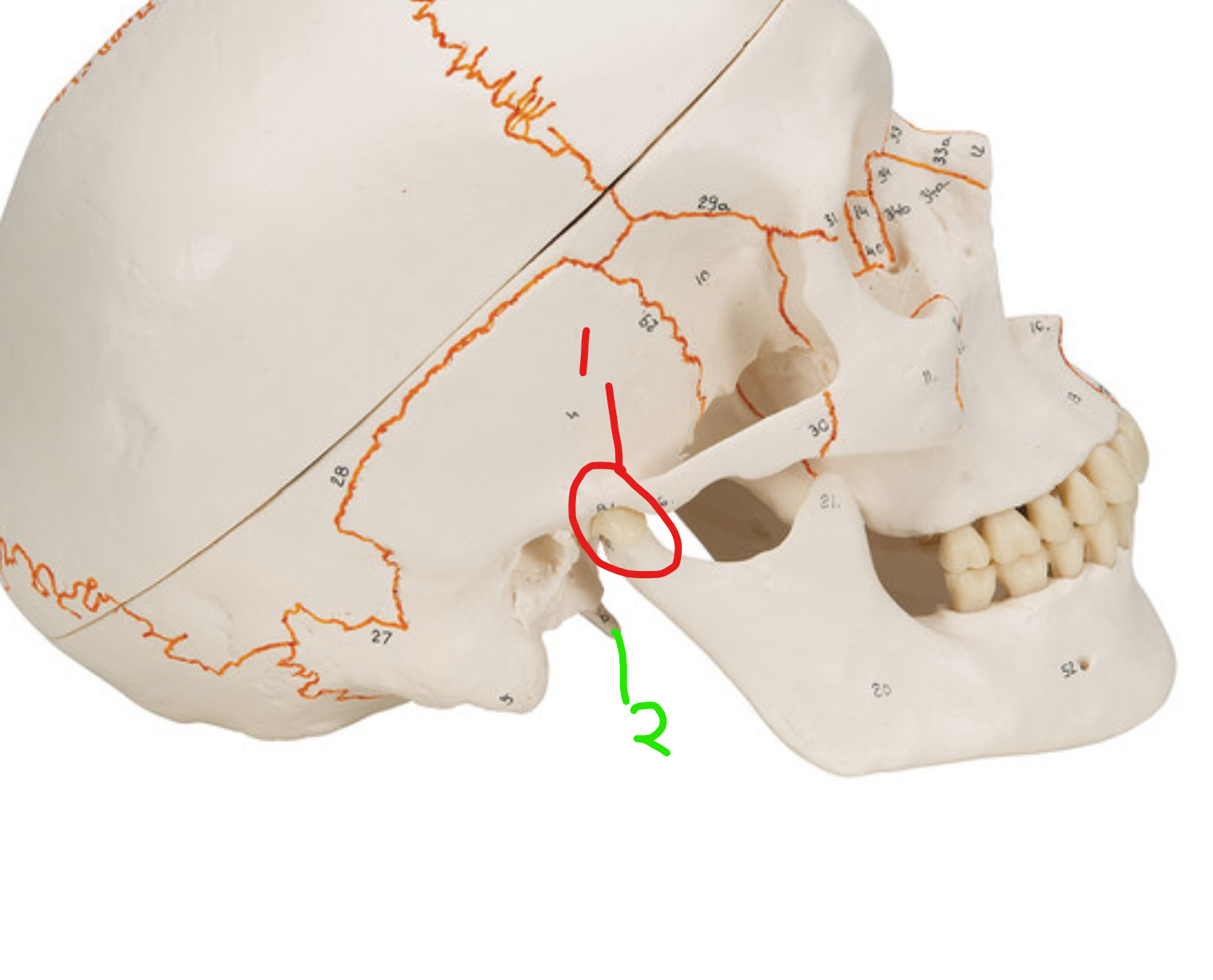 <p>what is #2, and what attaches at #2</p>