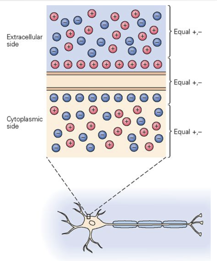 <p>Separation of charges across the membrane: outside <strong><u>surface</u></strong> has excess positive charge, inside <strong><u>surface</u></strong> has excess negative charge → electrical potential difference.</p><p>However, the charges in the cytoplasm, and extracellular space are neutral.</p>