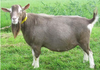 <p>What is this goat breed?</p>