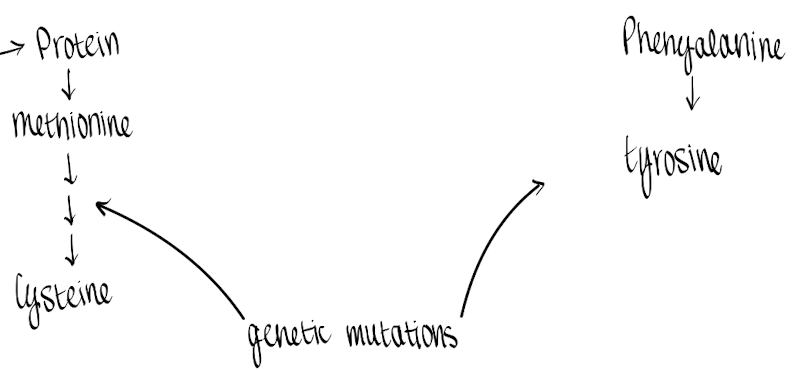 <p>Conditionally essential AA</p>