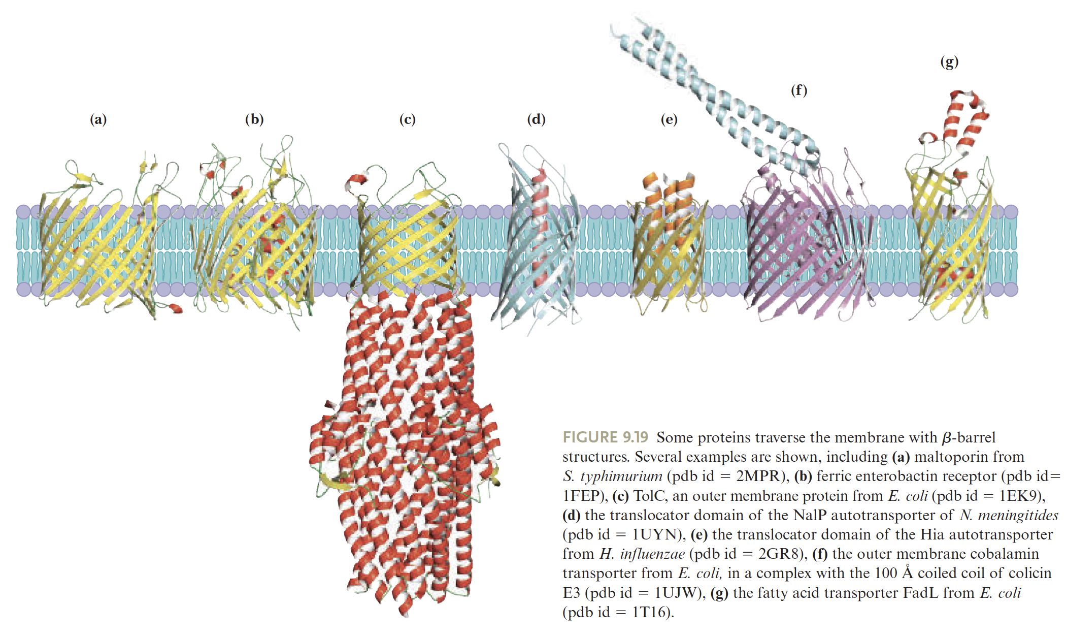 <p>Multi-pass transmembrane proteins that form a barrel shape.</p><p></p>