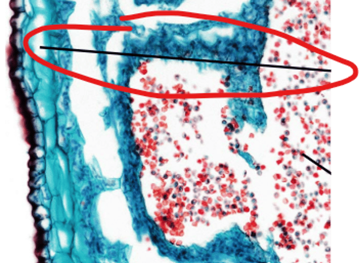 <p>ploidy of area referenced by arrow?</p>