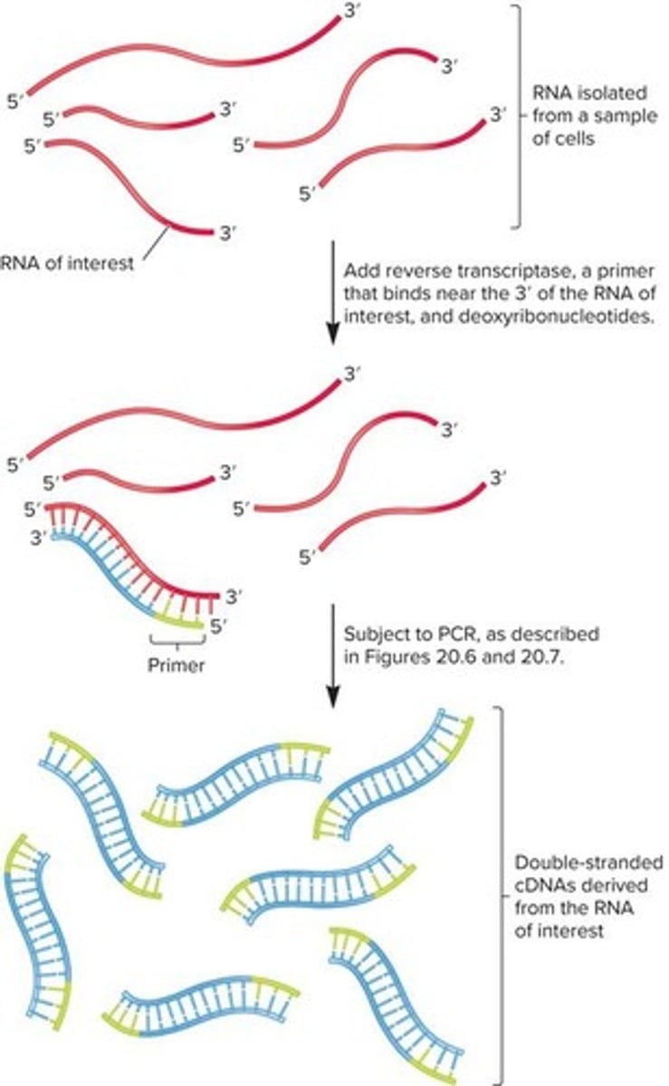 <p>In RT-PCR, RNA is isolated, mixed with reverse transcriptase and a primer that anneals to the 3' end of the RNA, generating single-stranded cDNA that can be used as template DNA in conventional PCR.</p>