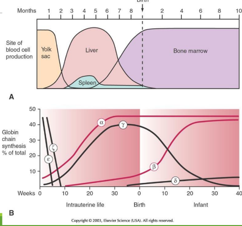 <p>Embryology through childhood: week 0-10</p>