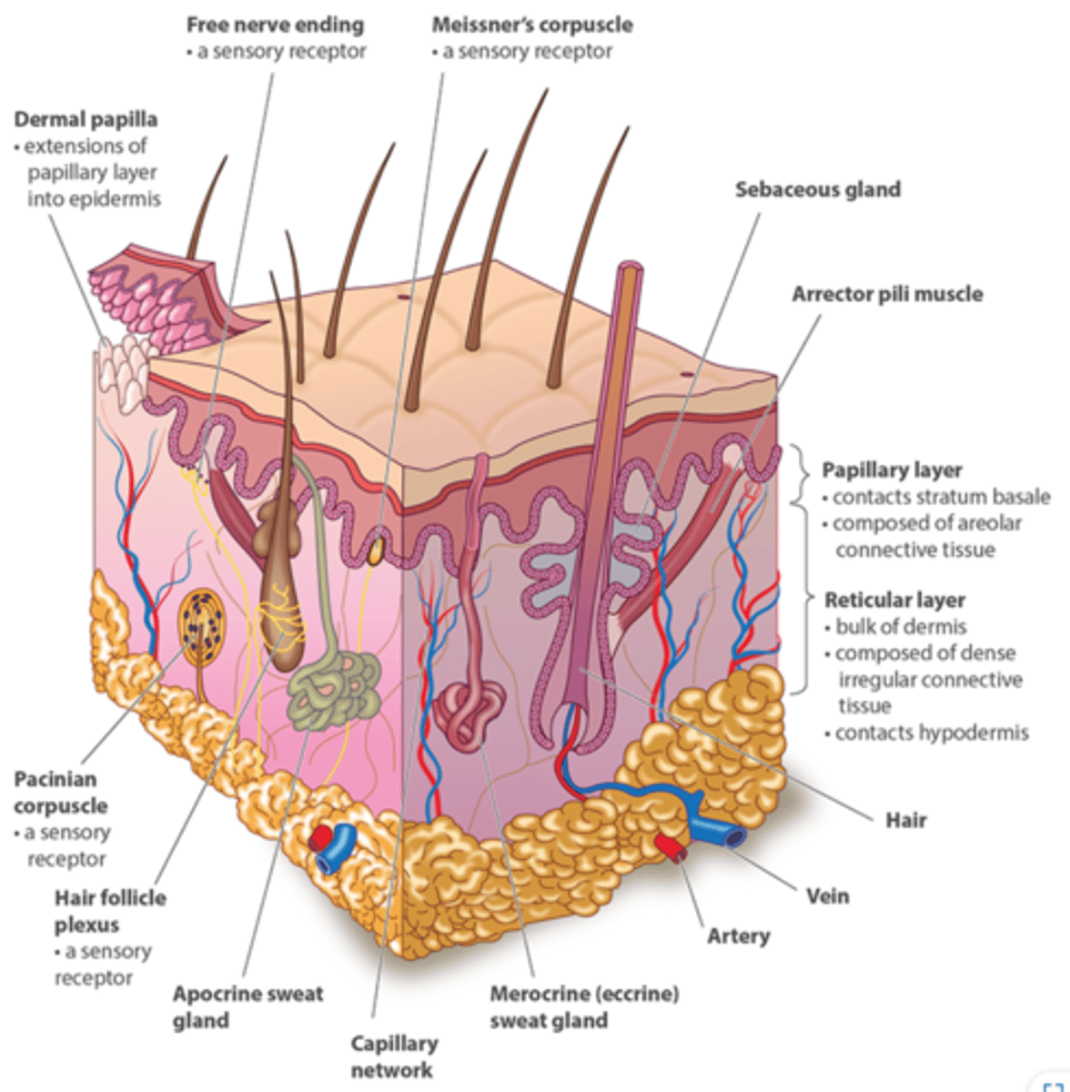 <p>- Thin outer layer</p><p>- Areolar connective tissue with collagen and elastic fibers and blood vessels</p><p>- attaches to the stratum basale of the epidermis</p>