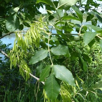 <p>Opposite arrangement, pinnately compound leaves (typically 7 leaflets), large brown terminal buds that are short and round, single samaras held in clusters, bark has distinct ridges often diamond-shaped, clusters of flower galls</p>