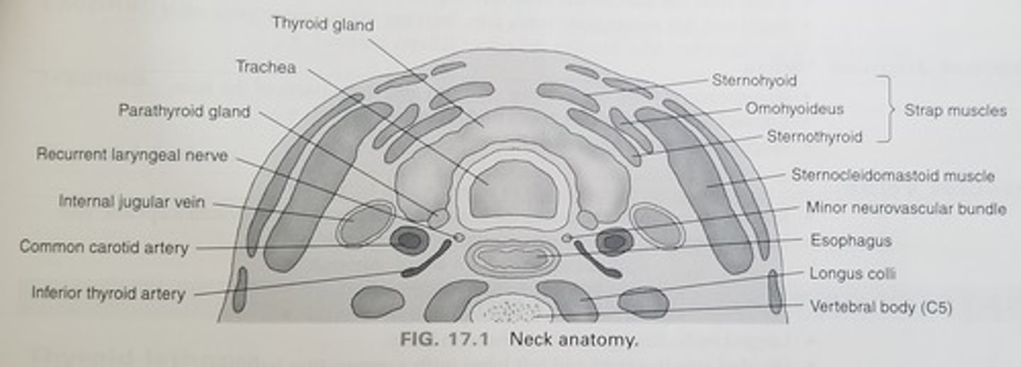 <p>-Lateral and superficial neck muscles</p><p>-Located lateral to the thyroid lobes, sternohyoid muscle and sternothyroid muscle</p>