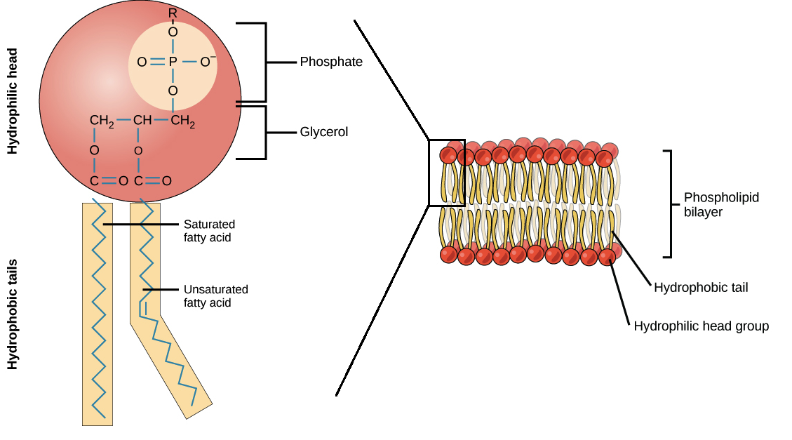 <p>One of the fatty acids of the triglyceride is substituted by a phosphate group </p>