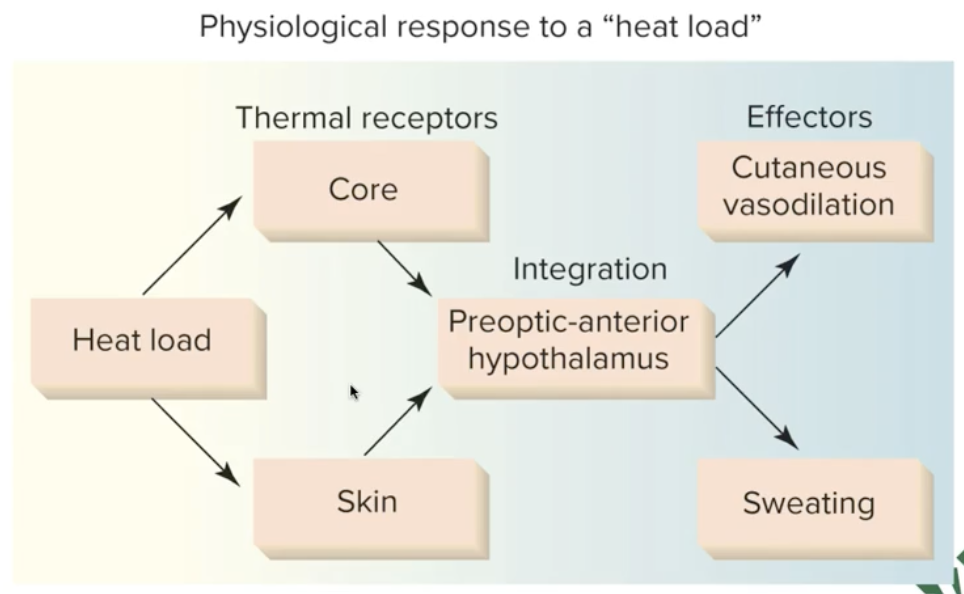 <p>How does the Pre-optic Hypothalamus regulate the body when temp. is too high? </p>