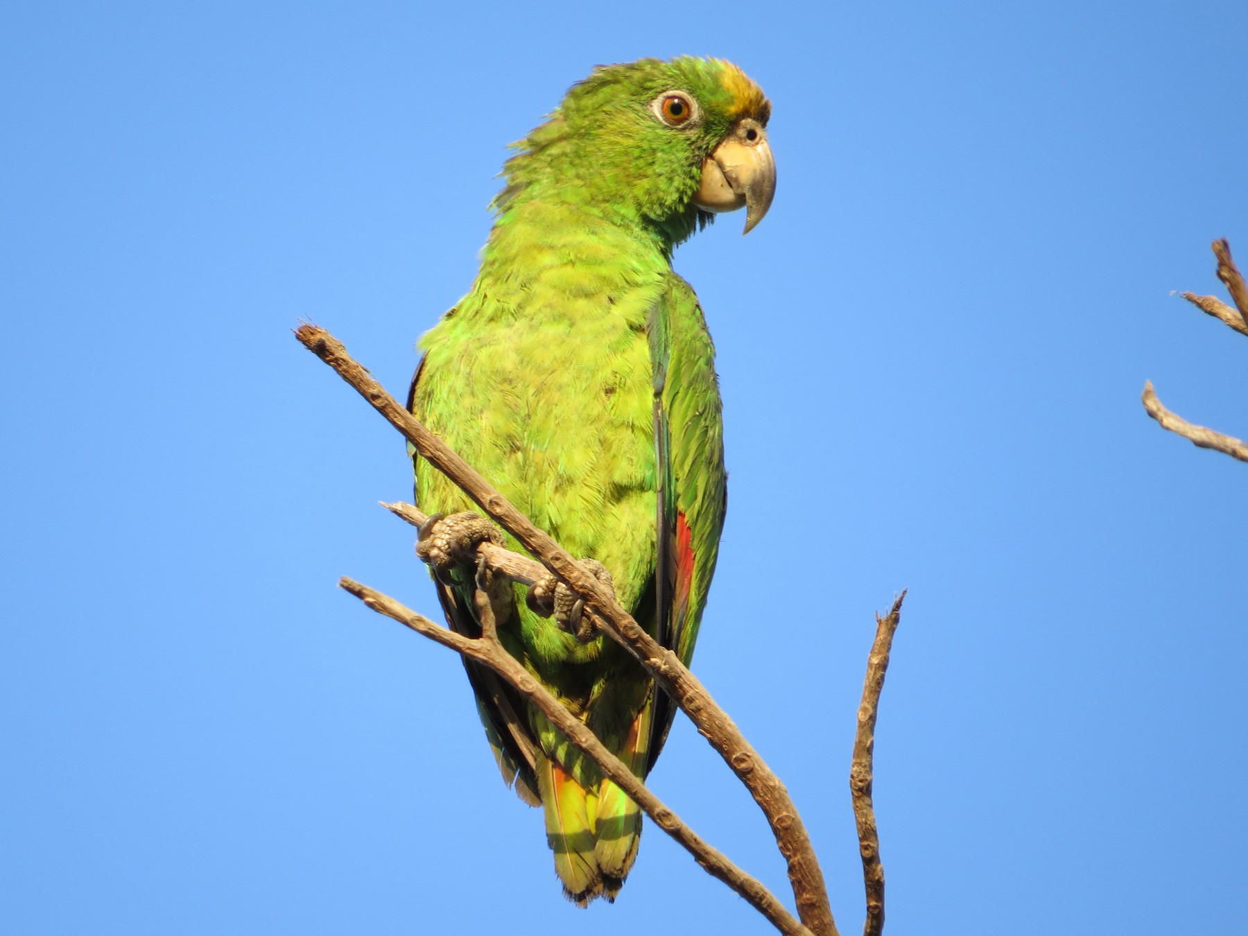 Yellow-crowned Amazon
