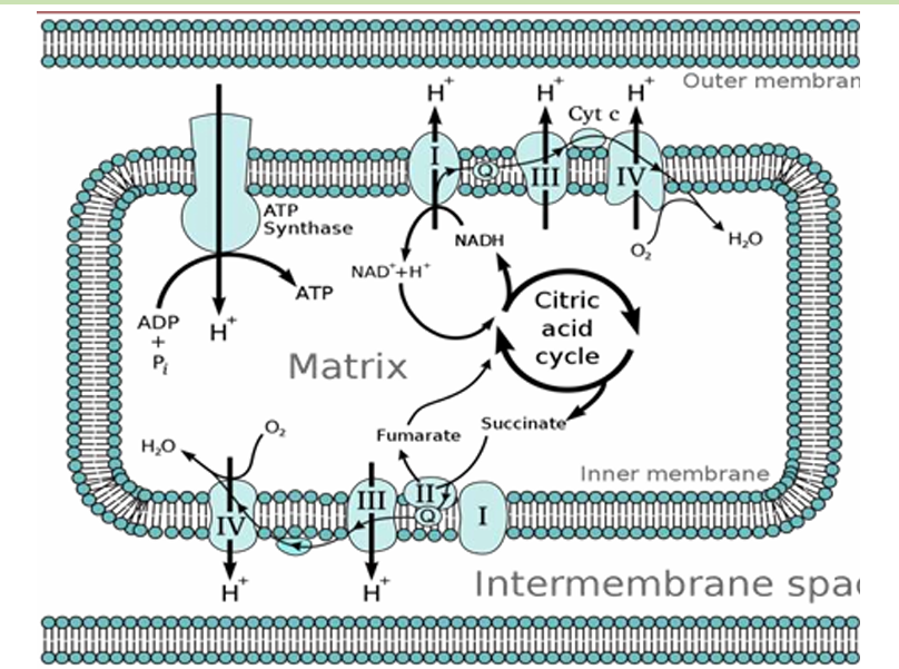 <p>Chemiosmotic Coupling</p>