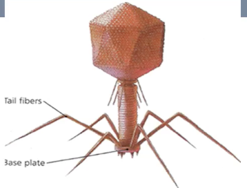 <p>Identify the type of virus shown.</p>