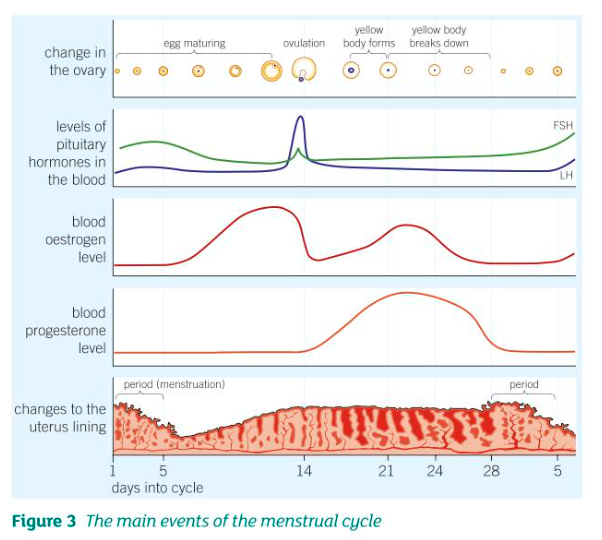 <ul><li><p><strong>FSH</strong> is released by the <strong>pituitary gland</strong>, and it travels in the blood to the ovaries, where it causes an egg to mature, and triggers the ovaries to make oestrogen</p></li><li><p>oestrogen causes the uterus lining to thicken and build up while also<strong> inhibiting </strong>the release of further FSH</p></li><li><p>the pituitary gland now releases <strong>LH</strong>, which causes ovulation to take place</p></li><li><p>after ovulation, the ovaries now produce progesterone, which <strong>inhibits</strong> the release of <strong>both FSH and LH</strong>, and maintains the thickness of the uterus incase the mature egg is fertilised and implanted</p></li><li><p>the level of <strong>progesterone</strong> will fall if fertilisation does not take place</p></li><li><p>the uterus lining and egg are now released, and the woman has a period</p></li></ul>