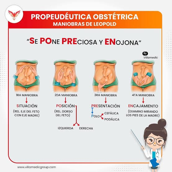 <p>El polo fetal que ocupa el fondo uterino</p>