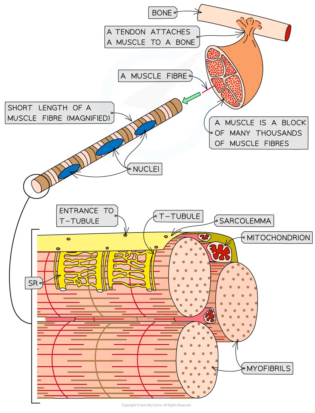 <ul><li><p>each contains an organised arragnement of contractile proteins in cytoplasm</p></li><li><p>each surrounded by csm</p></li><li><p>each contains many nuclei which is why nto usually referred to as cedlls</p></li></ul><p></p>