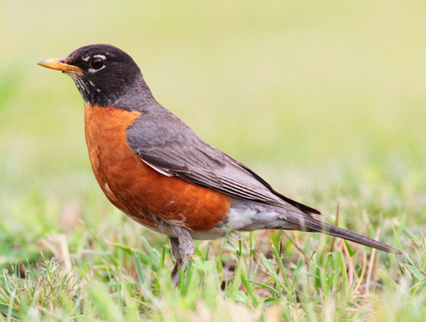 <p>Turdus migratorius</p>