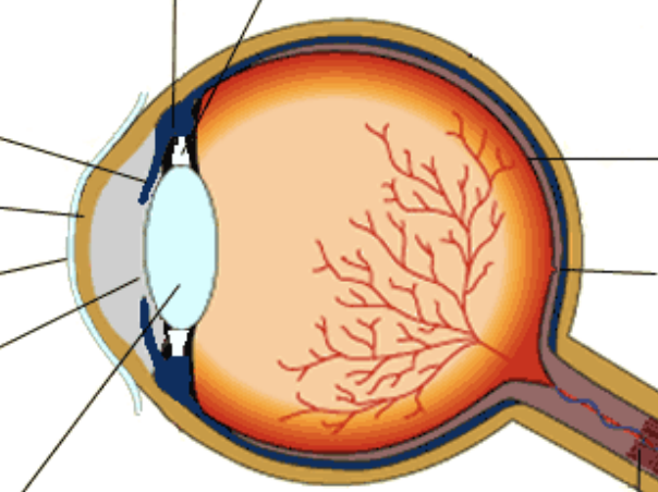 <p>(2.91) Label the structure of the eye</p>