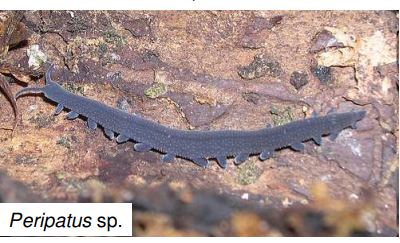 <p>Peripatus sp.</p>
