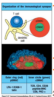 <p>area of contact b/t T cell and APC; aka supramolecular activation complex (SMAC)</p><ul><li><p>outer (pSCMAC) + inner (cSMAC)</p></li></ul><p>provides structure for directed secretion of T cell cytokines</p>