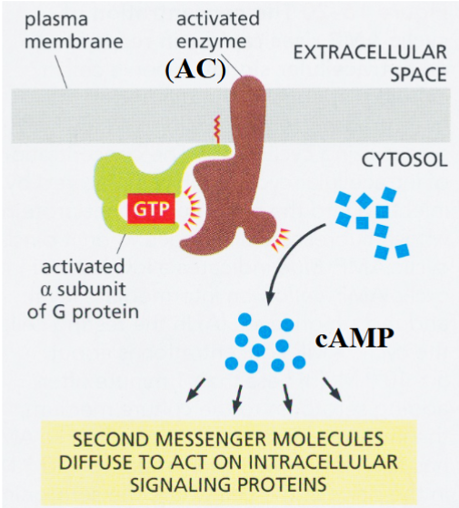 <p>a G protein-coupled receptor</p><p>activated G protein activates adenylyl cyclase (AC) → AC catalyzes conversion of ATP → cAMP</p><p>result: elevated cAMP levels → activation of protein kinase A (PKA)</p>