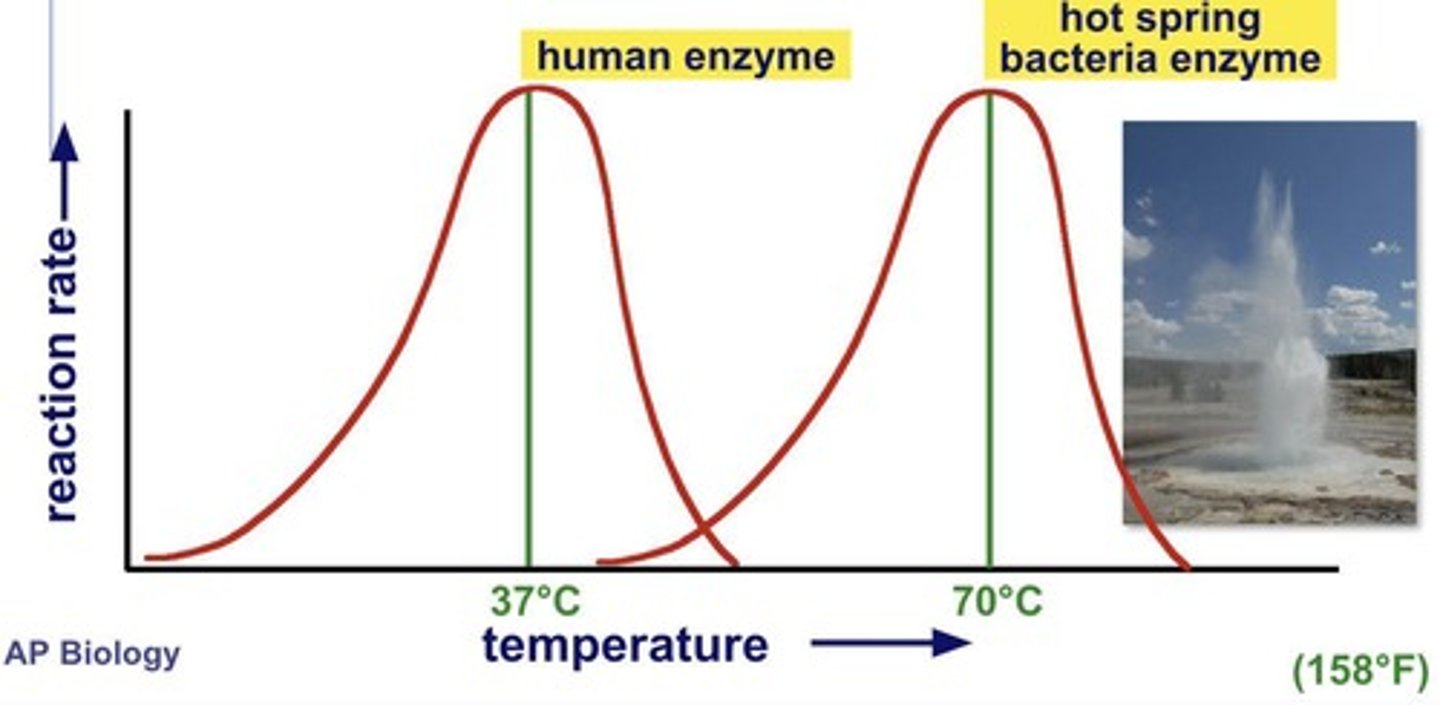 <p>Optimal activity between 35°C and 40°C.</p>