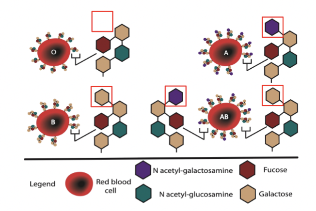<p>example of glycosylation. </p><p>Genetic basis for controlling this: sugar transferase has two alleles, N-acteylgalactosamine transferase (A) and galactosyl transferase (B) that differ by only 4 aas, and the allele inherited determines the blood type - has different types of sugars present on membrane to distinguish type.</p>