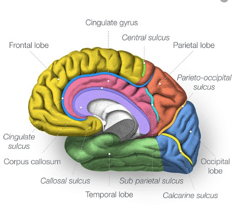 <p><span>groove in the cerebral cortex that separates the <strong>frontal lobe from the parietal lobe and the primary motor cortex from the primary somatosensory cortex</strong></span></p>