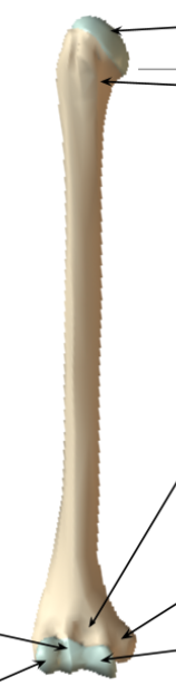 <p>How do you orient the humerus?</p>