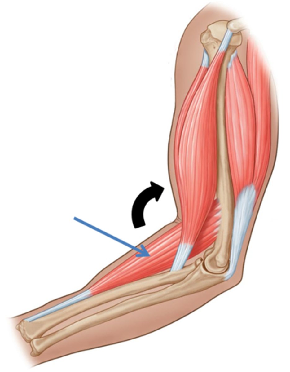 <p>Contracts with the agonist to aid movement.</p>