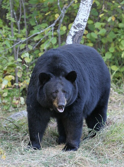 <ul><li><p>american black bear</p></li><li><p>large</p></li><li><p>black coat</p></li><li><p>large skull</p></li></ul><p></p>