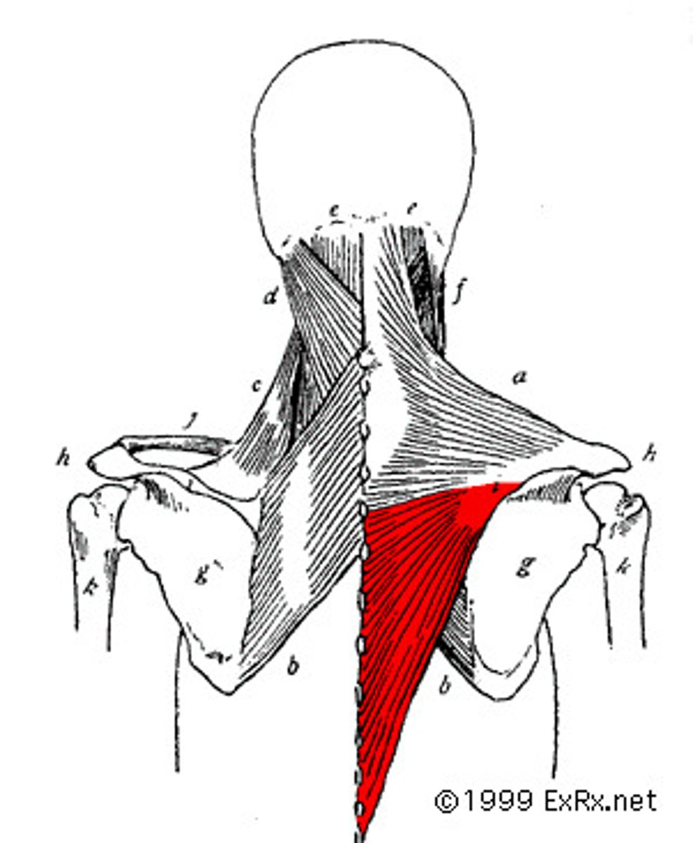 <p>originates on the spinous processes of T6-T12; inserts on the base of the spine of the scapula</p>