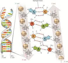 Condensation reactions!!!

Phosphodiester bonds (these happen by condensation reactions). The 3’ hydroxyl group forms a covalent bond with the 5’ phosphate group of the incoming nucleotide.

The DNA/RNA molecule polymerization starts with the 5’ phosphate group and ends with a 3’ hydroxyl.