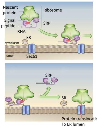 <p>The translocaton for the transfer of protein into the ER lumen.</p>