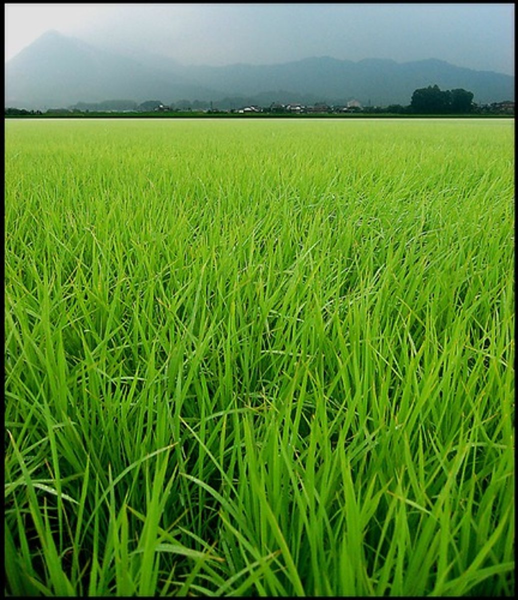 <p>/lʌʃ/ (adj) A lush area has a lot of green, healthy plants, grass, and trees</p>