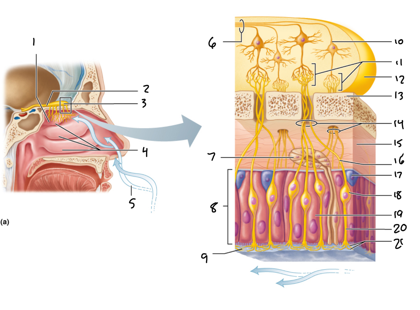 <p>12</p>