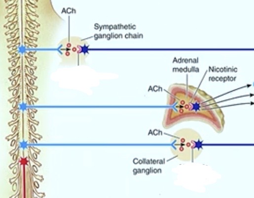 <p>What’s the <strong>type</strong> of <strong>cholinergic receptor</strong> does the acetylcholine<strong> bind to?</strong></p>