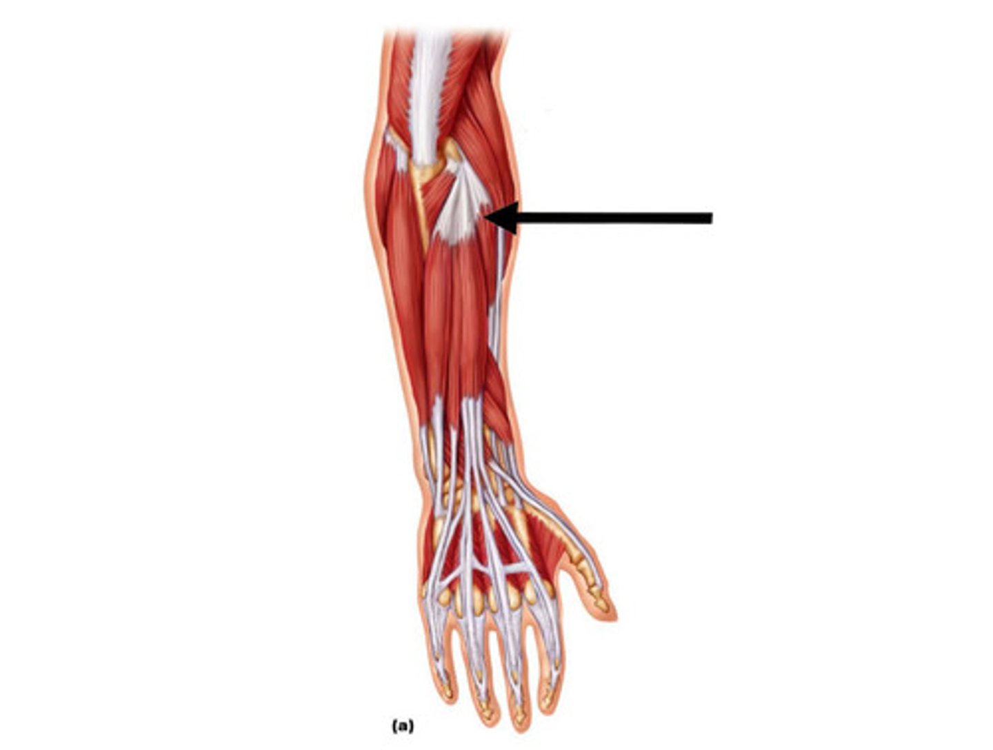 <p>action: Extends wrist and abducts hand</p><p>motor innervation: radial nerve</p>
