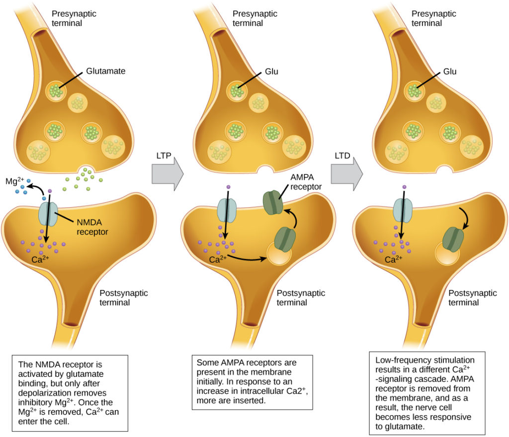 <p>presynaptic neuron stimulated → action potential releases glutamate neurotransmitters at synapse → post synaptic neuron has two glutamate receptors AMPA and NMDA → strong signal occurs enough gultamate released for LTP. → AMPA receptors bind glutamate → opens channels → Sodium flows in causing a slight depolarization→ Depolorization causes NMDA channel to open → Ca entes cells LTP begins→Ca in post synaptic cell activates protein kinases → protein kinasees increase AMPA receptors in membrane → existing AMPA receptores better ath there job → increase gene expression : more AMPA, Makre proteins that increase dendrite formation</p>