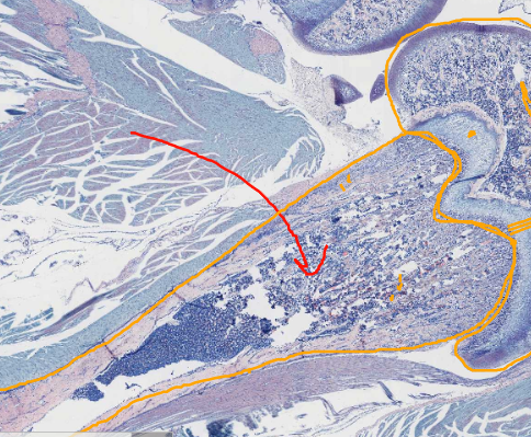 term image