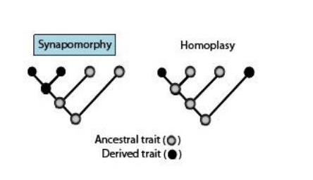 <ul><li><p>Derived traits that are shared among a group of descendants and are viewed as evidence of the common ancestry of the group</p></li><li><p>Ex: the vertebral column is a synapomorphy of all vertebrates when considering all animals</p></li></ul><p></p>