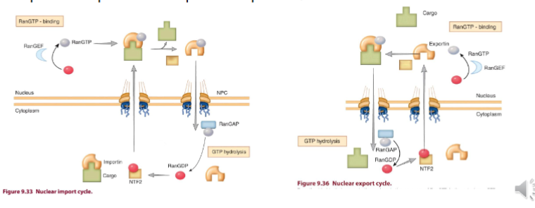 <p>regulate import and export</p><p>NES and NLS defined a consensus aa sequence that are recognized by proteins, exportins and importins, respectively (NLS is retained in the protein) → typically lysine and arginine rich</p>
