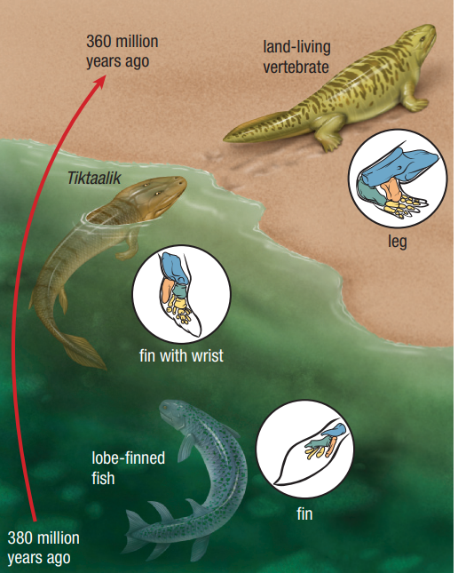 <p>What did the tiktaalik look like</p>