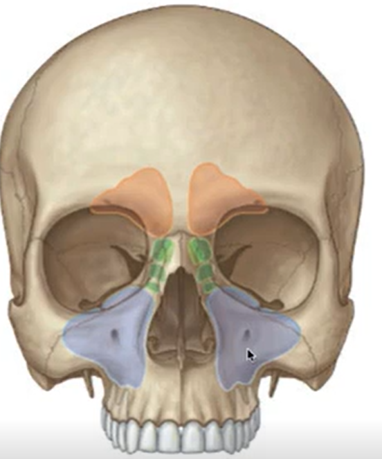 <p>What are the three sinuses shown here?</p>